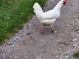 Chickens, cows and goats are all closeby