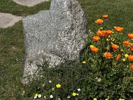 Calendula at the barrier