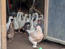 Most dangerous goose on the farm