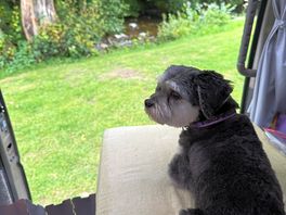 Hiccup enjoying his pitch view 😊