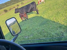 Moo