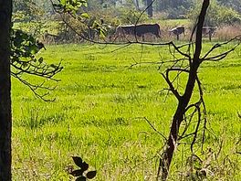 Cows in the nearby field.