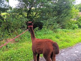 Alpaca
