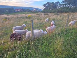 Sheep out the back of the campervan