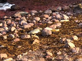 Seal pups on way to st abbs lighthouse