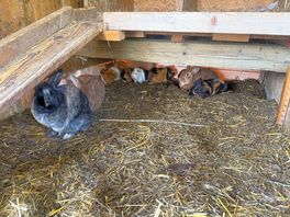 Guinea pigs