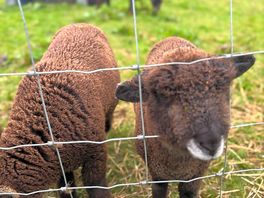 Baby sheep