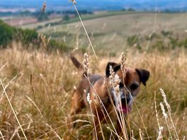 Hazel in the fields