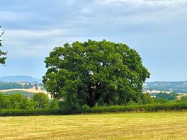 Old oak