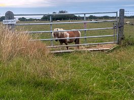 Cute little horse watching me sat outside my tent