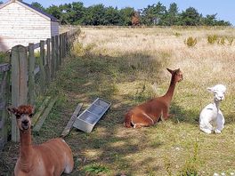 Alpaca
