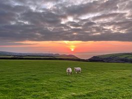 Respectful neighbours 🐑
