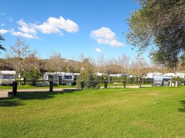 Pitches among the trees