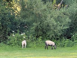 Sheep