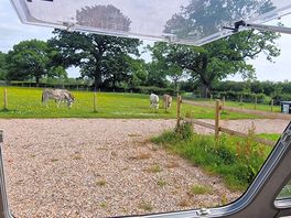 Lovley donkeys on there morning visit