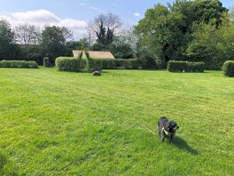 Happy pooch, happy campers!👍