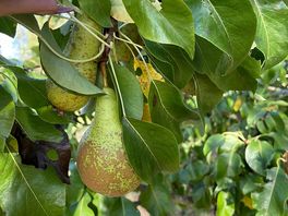 Pear tree