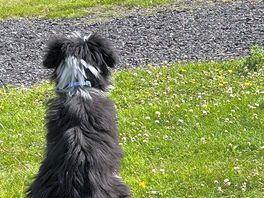 Bunny watching