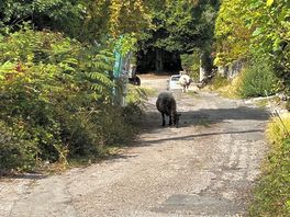 Walk in local area.