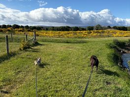 Dog walk