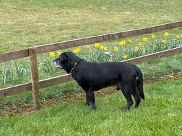 Dog friendly