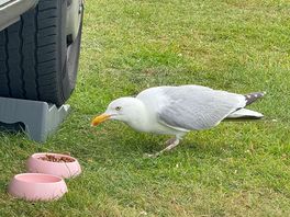 Cheeky gully trying to pinch edees food