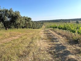 Walk along the olive grove into the village