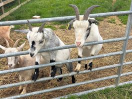Farm onsite, kids can feed the animals just 50p for animal food