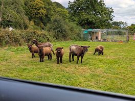 Meadow field sheep