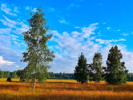 Blick aus dem zelt