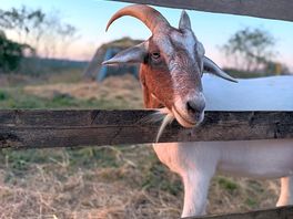 Goats!