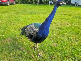 We loved the free roaming peacocks