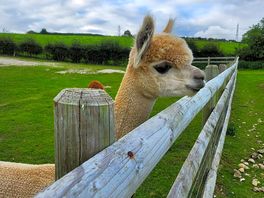 Alpacas