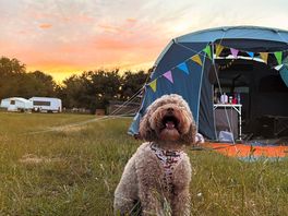 Dog loving tent life
