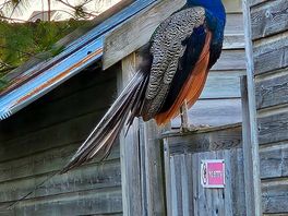 Peacock