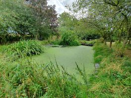 Peaceful pond area.