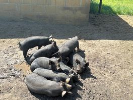 Little piglets