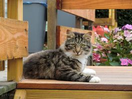 Fluffy the cat