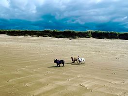 Dog walking