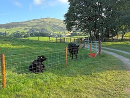 Animals at cam site