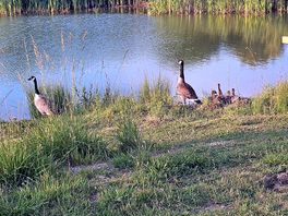 Resident geese & babies