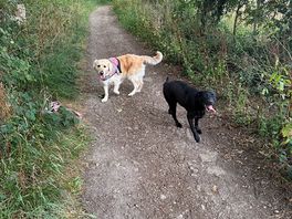Dogs were happy