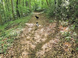 Woodland walks