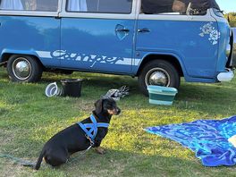 Camping dog