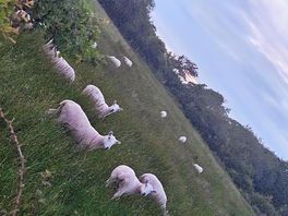 Local sheep