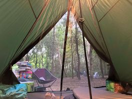 Dusk in the woods