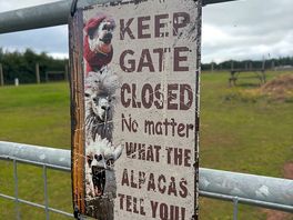 Alpaca field sign