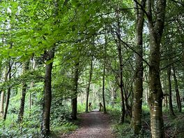 The enchanted forest