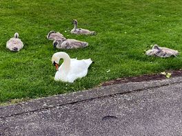 Swans at the local park