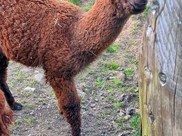 Alpacas